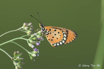 (Acraea terpsicore) Tawny Coster