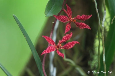 <i>(Renanthera bella)</i>