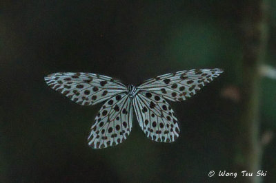 (Idea stolli logani) Common Tree Nymph