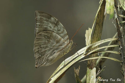 (Zeuxidia aurelius) Great Saturn