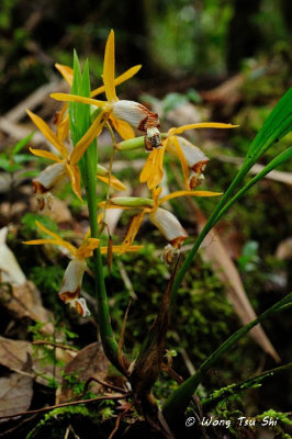 (Coelogyne radioferens)