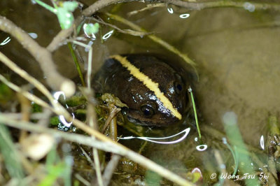 (Limnonectes hikidai) Rivulet Frog
