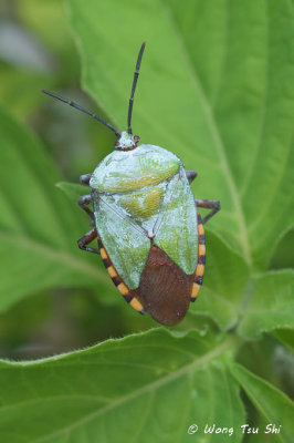 (Tessaratomidae, Pycanum rubens)Giant Shield Bug