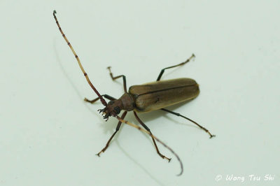 COLEOPTERA - Cerambycidae - Longhorn Beetles