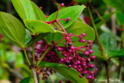 medinilla magnifica