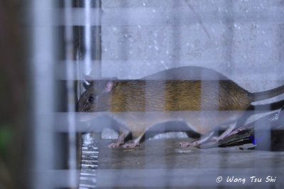 (Leopoldamys sabanus) Sabah Giant Rat