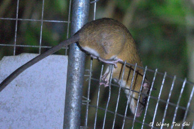 (Leopoldamys sabanus) Sabah Giant Rat