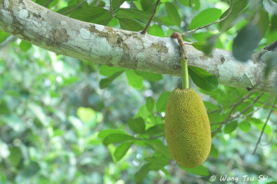(Artocarpus heterophyllus) Jackfruit
