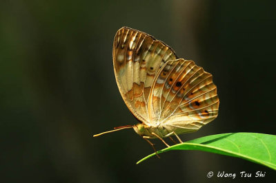 (Cupha erymanthis) Rustic