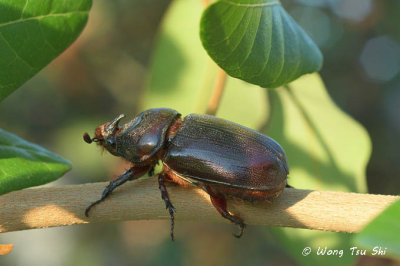 (Scarabidae, Oryctes rhinoceros) Rhinoceros Beetle