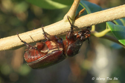 (Scarabidae, Oryctes rhinoceros) Rhinoceros Beetle