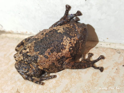 (Kaloula baleata) Brown Bullfrog
