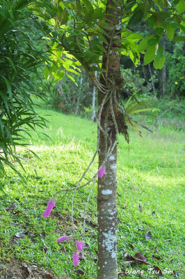 (Dendrobium secundum)Toothbrush Orchid