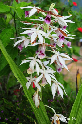 (Phaius tancarvilleae)