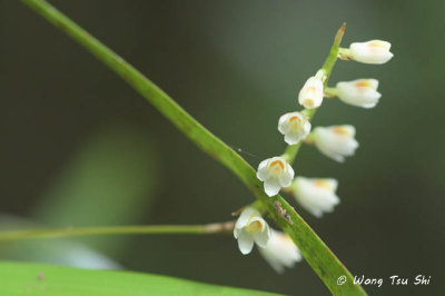 (Dendrochilum muluense)
