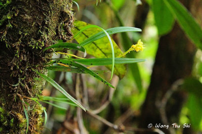 (Bulbophyllum unguiculatum) The Clawed Bulbophyllum
