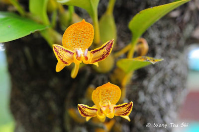 (Bulbophyllum dearei)