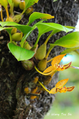 (Bulbophyllum dearei)
