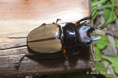 (Lucanidae, Odontolabis femoralis waterstradti)Stag Beetle