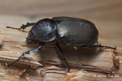 (Scarabaeidae, Chalcosoma moellenkampi)Moellenkampi Beetle