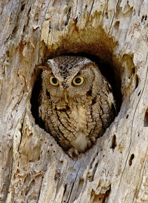 Screech Owls