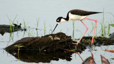 Tending her eggs