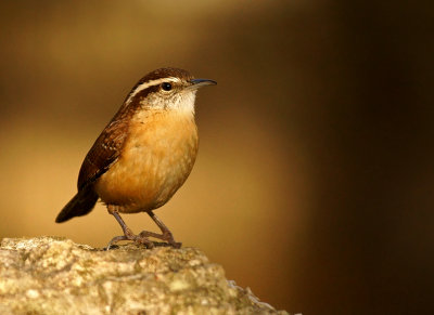 Carolina Wren