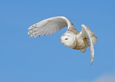 Snowy Owls of Ontario