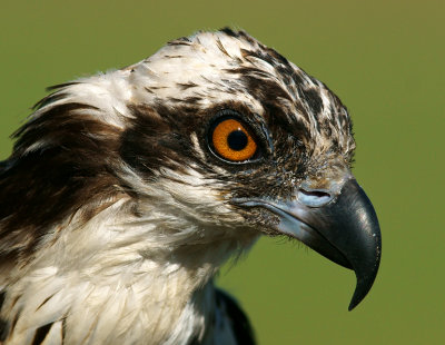 Portrait of an Osprey