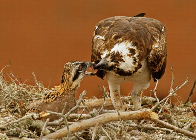 Feeding time!