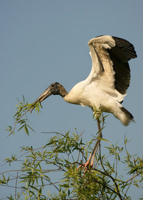 Collecting stuff for the nest