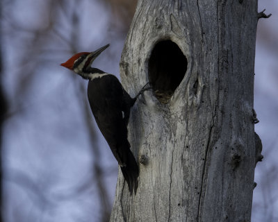 Piliated CVNP-2.jpg