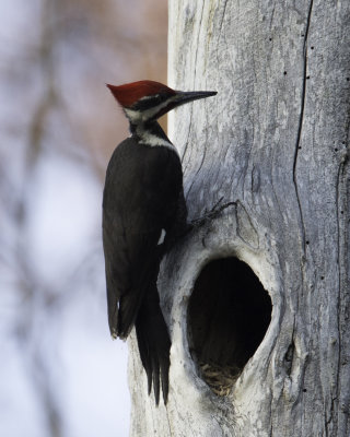 Piliated CVNP-3.jpg