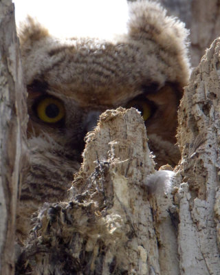 ghowl.jpg