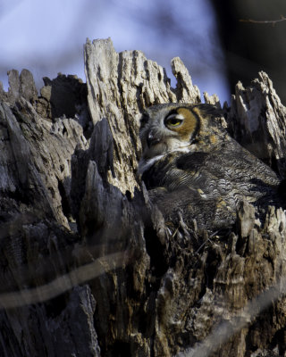 GreatHornedOwl Chagrin River 1.jpg