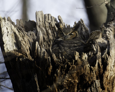 GreatHornedOwl Chagrin River 2.jpg
