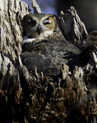 GreatHornedOwl Chagrin River 3.jpg