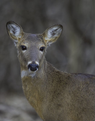 Ohio Deer