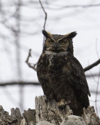 GreatHornedOwl Chagrin River 10.jpg