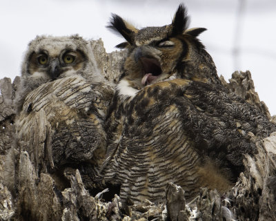 GreatHornedOwl Chagrin River 11.jpg