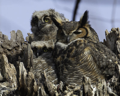 GreatHornedOwl Chagrin River 12.jpg