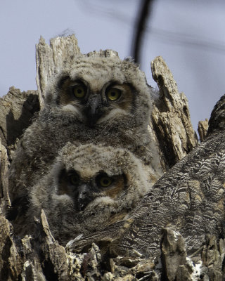 GreatHornedOwl Chagrin River 14.jpg