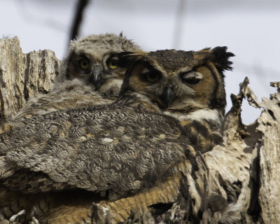 GreatHornedOwl Chagrin River 15.jpg