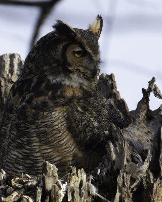 GreatHornedOwl Chagrin River 16.jpg