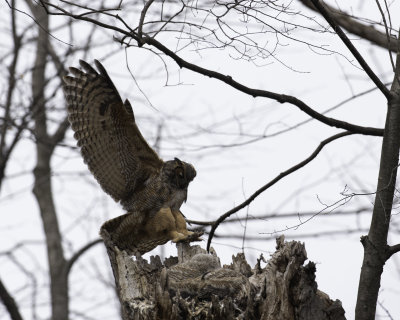 GreatHornedOwl Chagrin River 19.jpg