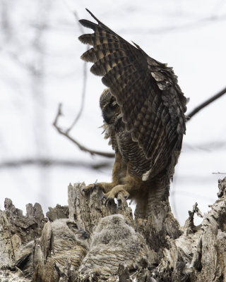 GreatHornedOwl Chagrin River 20.jpg