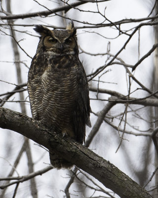 GreatHornedOwl Chagrin River 21.jpg