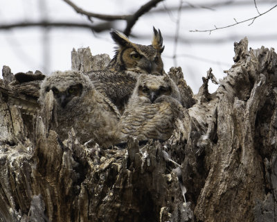 GreatHornedOwl Chagrin River 4.jpg