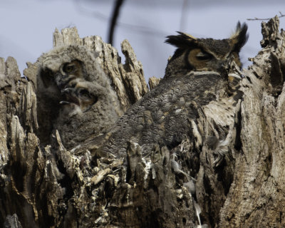 GreatHornedOwl Chagrin River 5.jpg