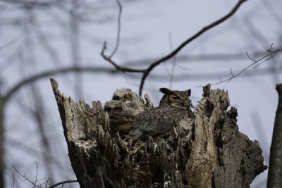 GreatHornedOwl Chagrin River 6.jpg